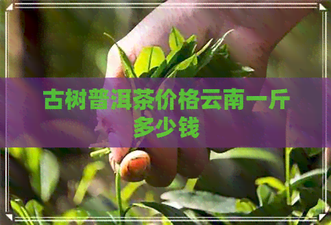 古树普洱茶价格云南一斤多少钱