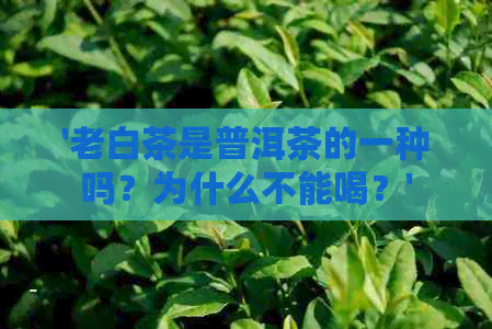 '老白茶是普洱茶的一种吗？为什么不能喝？'