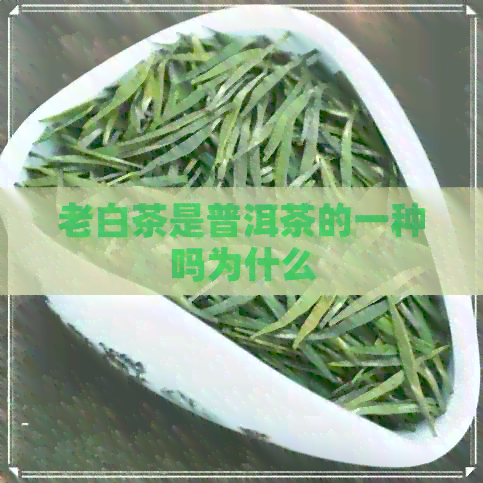 老白茶是普洱茶的一种吗为什么