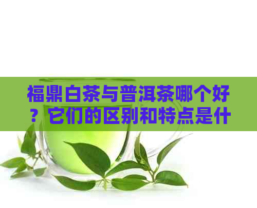 福鼎白茶与普洱茶哪个好？它们的区别和特点是什么？