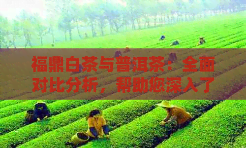 福鼎白茶与普洱茶：全面对比分析，帮助您深入了解两种茶叶的异同