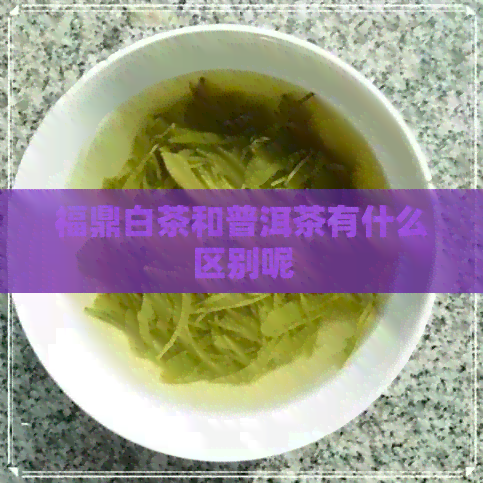 福鼎白茶和普洱茶有什么区别呢