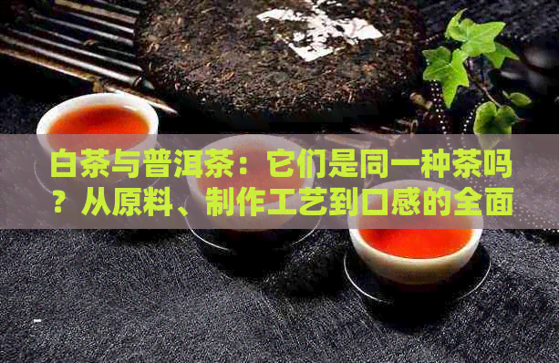 白茶与普洱茶：它们是同一种茶吗？从原料、制作工艺到口感的全面比较