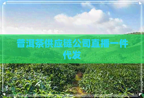 普洱茶供应链公司直播一件代发