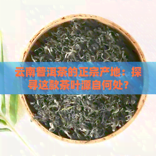 云南普洱茶的正宗产地：探寻这款茶叶源自何处？