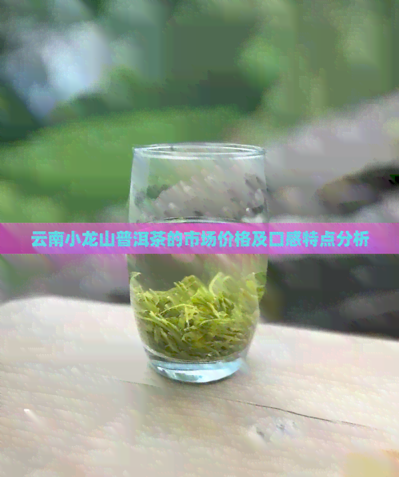 云南小龙山普洱茶的市场价格及口感特点分析