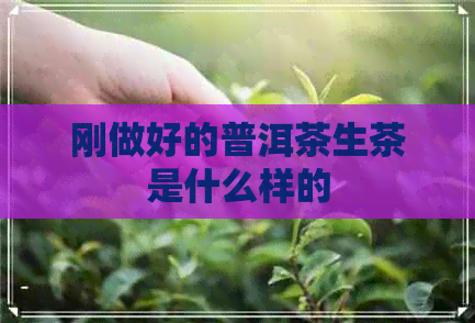 刚做好的普洱茶生茶是什么样的