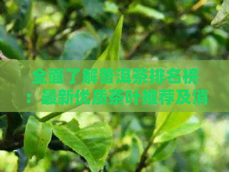 全面了解普洱茶排名榜：最新优质茶叶推荐及消费者评价