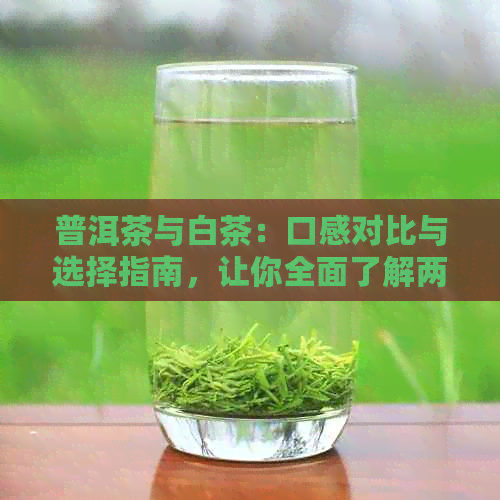 普洱茶与白茶：口感对比与选择指南，让你全面了解两种茶叶的风味特点