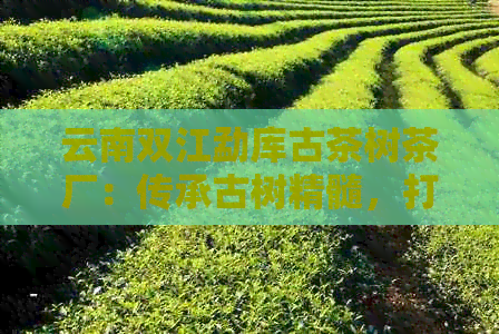 云南双江勐库古茶树茶厂：传承古树精髓，打造普洱茶精品