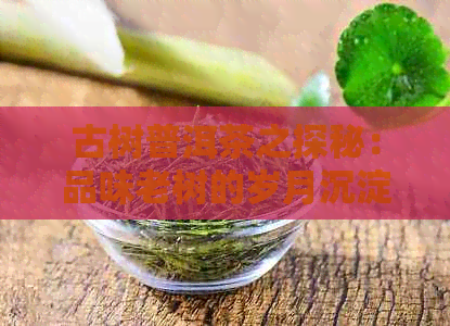 古树普洱茶之探秘：品味老树的岁月沉淀与普洱茶的独特魅力