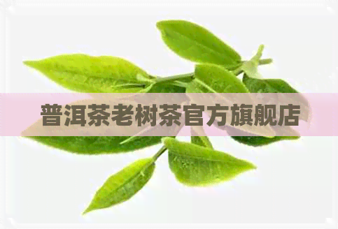 普洱茶老树茶官方旗舰店