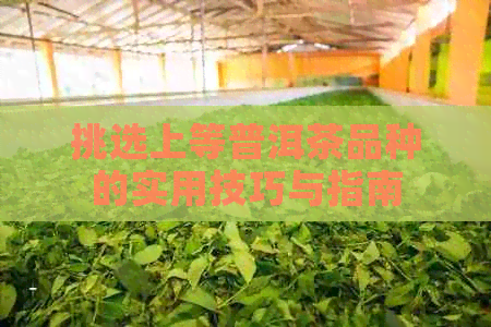 挑选上等普洱茶品种的实用技巧与指南