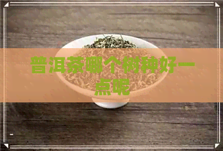 普洱茶哪个树种好一点呢