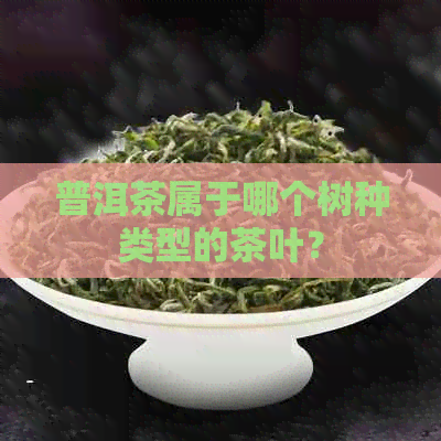 普洱茶属于哪个树种类型的茶叶？