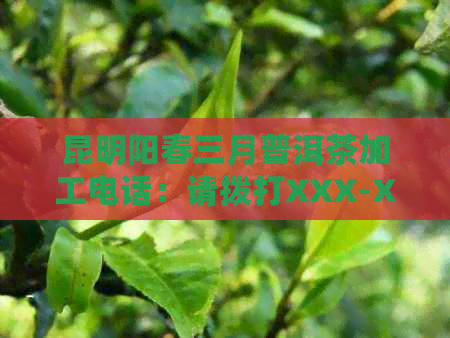 昆明阳春三月普洱茶加工电话：请拨打XXX-XXXXXXX。