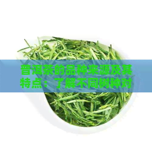 普洱茶的品种来源及其特点：了解不同树种对普洱茶的影响