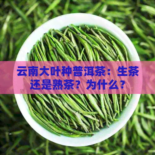 云南大叶种普洱茶：生茶还是熟茶？为什么？