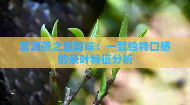 普洱茶之越韵味：一款独特口感的茶叶特征分析