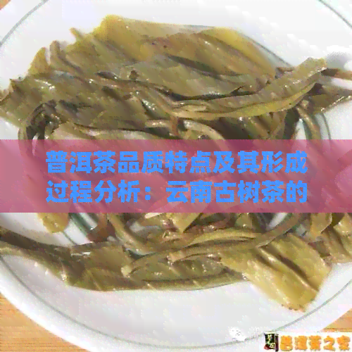 普洱茶品质特点及其形成过程分析：云南古树茶的独特魅力与生茶发酵的重要性