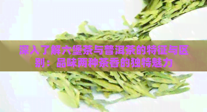 深入了解六堡茶与普洱茶的特征与区别：品味两种茶香的独特魅力