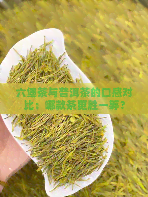 六堡茶与普洱茶的口感对比：哪款茶更胜一筹？