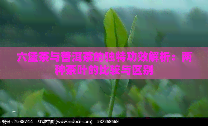 六堡茶与普洱茶的独特功效解析：两种茶叶的比较与区别