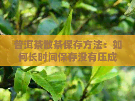 普洱茶散茶保存方法：如何长时间保存没有压成饼的散茶？