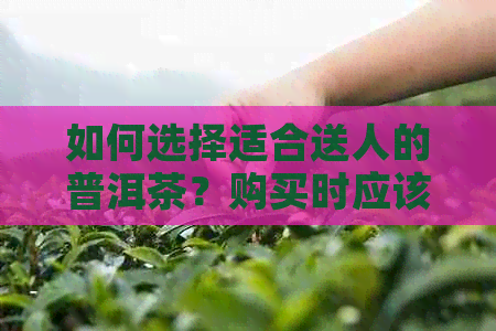 如何选择适合送人的普洱茶？购买时应该注意哪些因素？