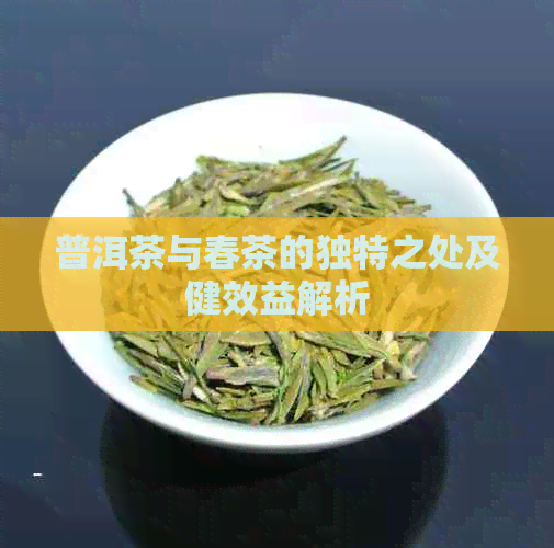 普洱茶与春茶的独特之处及健效益解析