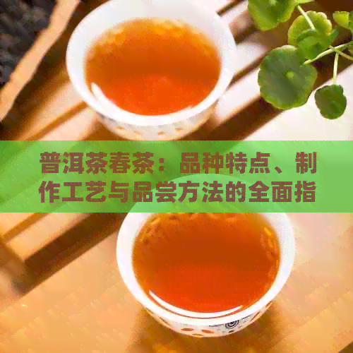 普洱茶春茶：品种特点、制作工艺与品尝方法的全面指南