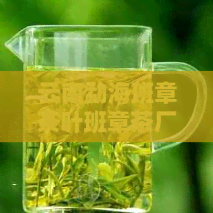 云南勐海班章茶叶班章茶厂出品的勐海班章茶叶