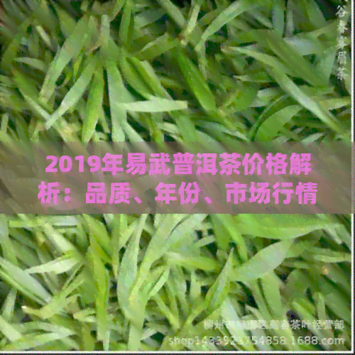 2019年易武普洱茶价格解析：品质、年份、市场行情一应俱全