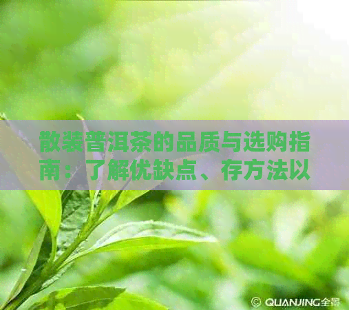 散装普洱茶的品质与选购指南：了解优缺点、存方法以及购买建议