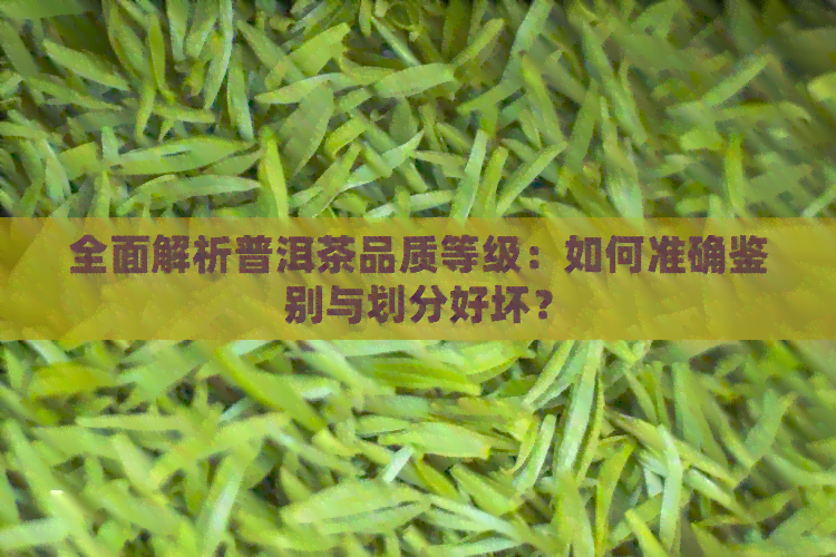 全面解析普洱茶品质等级：如何准确鉴别与划分好坏？