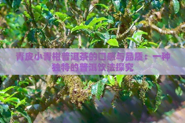 青皮小青柑普洱茶的口感与品质：一种独特的普洱饮法探究