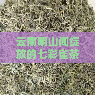 云南明山间绽放的七彩雀茶——普洱茶中的国礼佳品