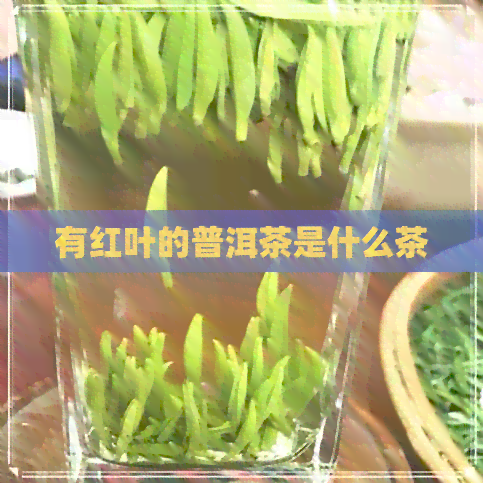 有红叶的普洱茶是什么茶