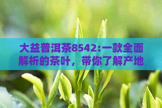 大益普洱茶8542:一款全面解析的茶叶，带你了解产地、工艺与口感