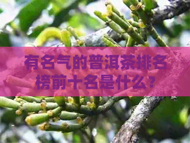 有名气的普洱茶排名榜前十名是什么？