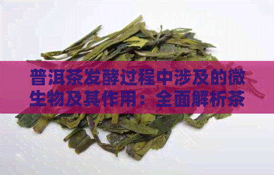 普洱茶发酵过程中涉及的微生物及其作用：全面解析茶叶熟成的关键微生物