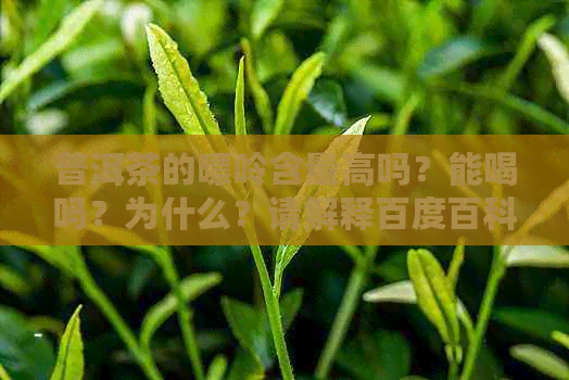 普洱茶的嘌呤含量高吗？能喝吗？为什么？请解释百度百科。