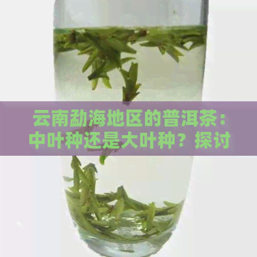 云南勐海地区的普洱茶：中叶种还是大叶种？探讨其品种特性与口感差异