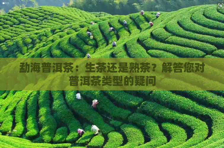 勐海普洱茶：生茶还是熟茶？解答您对普洱茶类型的疑问