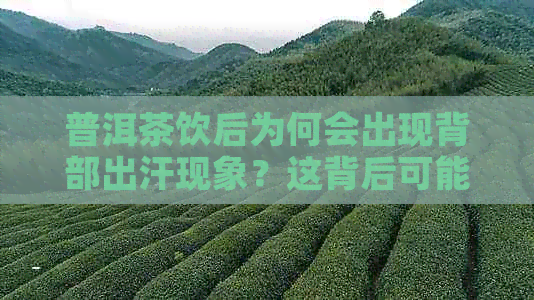 普洱茶饮后为何会出现背部出汗现象？这背后可能有哪些原因？