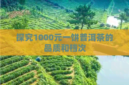 探究1000元一饼普洱茶的品质和档次