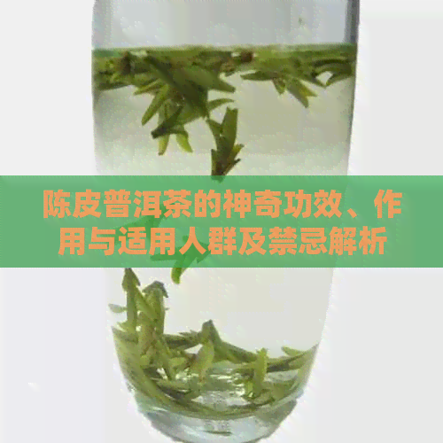 陈皮普洱茶的神奇功效、作用与适用人群及禁忌解析