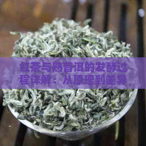 红茶与熟普洱的发酵过程详解：从原理到差异，一次全面了解！