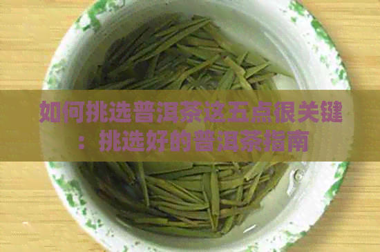 如何挑选普洱茶这五点很关键：挑选好的普洱茶指南