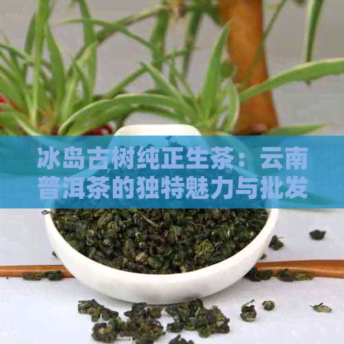 冰岛古树纯正生茶：云南普洱茶的独特魅力与批发优